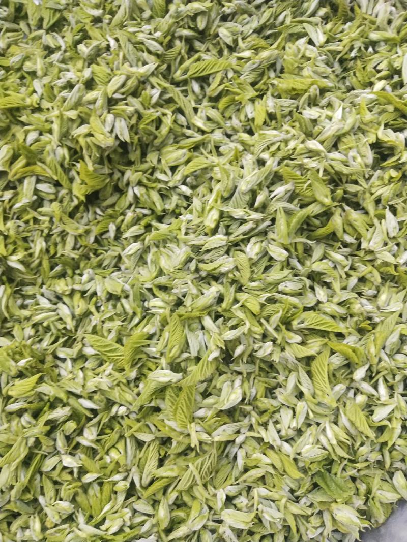 桑芽茶，精选芽茶