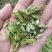 桑芽茶，精选芽茶