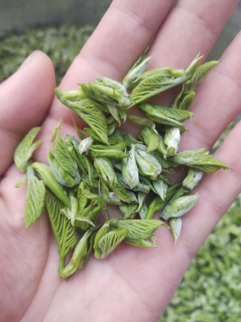 桑芽茶，精选芽茶