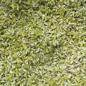桑芽茶，精选芽茶
