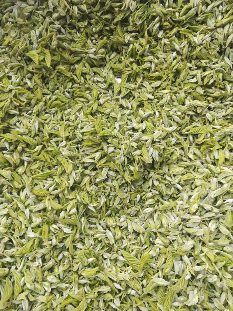 桑芽茶，精选芽茶