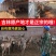梅花鹿干鹿鞭鹿场一手货源鹿鞭大量批发