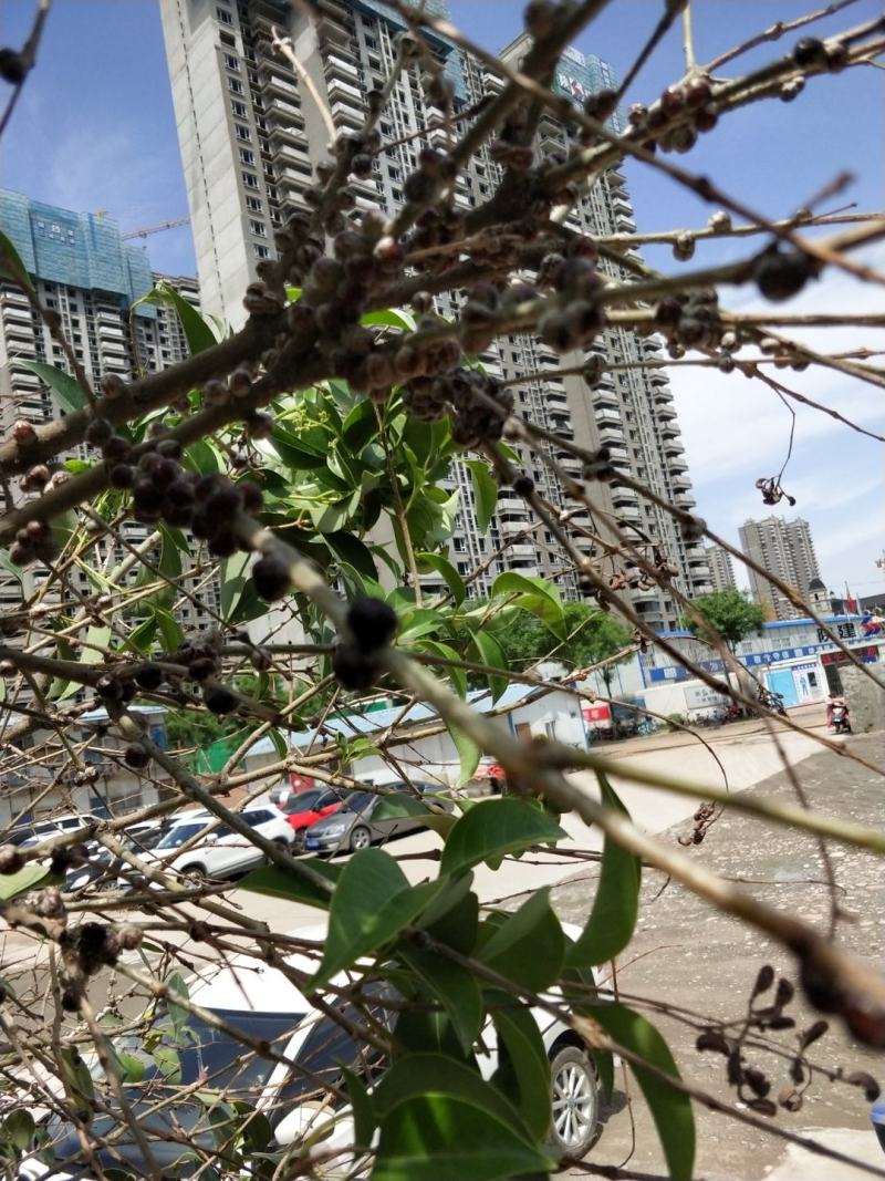 湖南省怀化市中药材加工厂