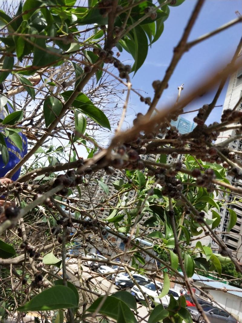 湖南省怀化市中药材加工厂