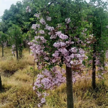 垂枝丁香垂枝丁香树垂枝丁香树苗垂枝丁香价格