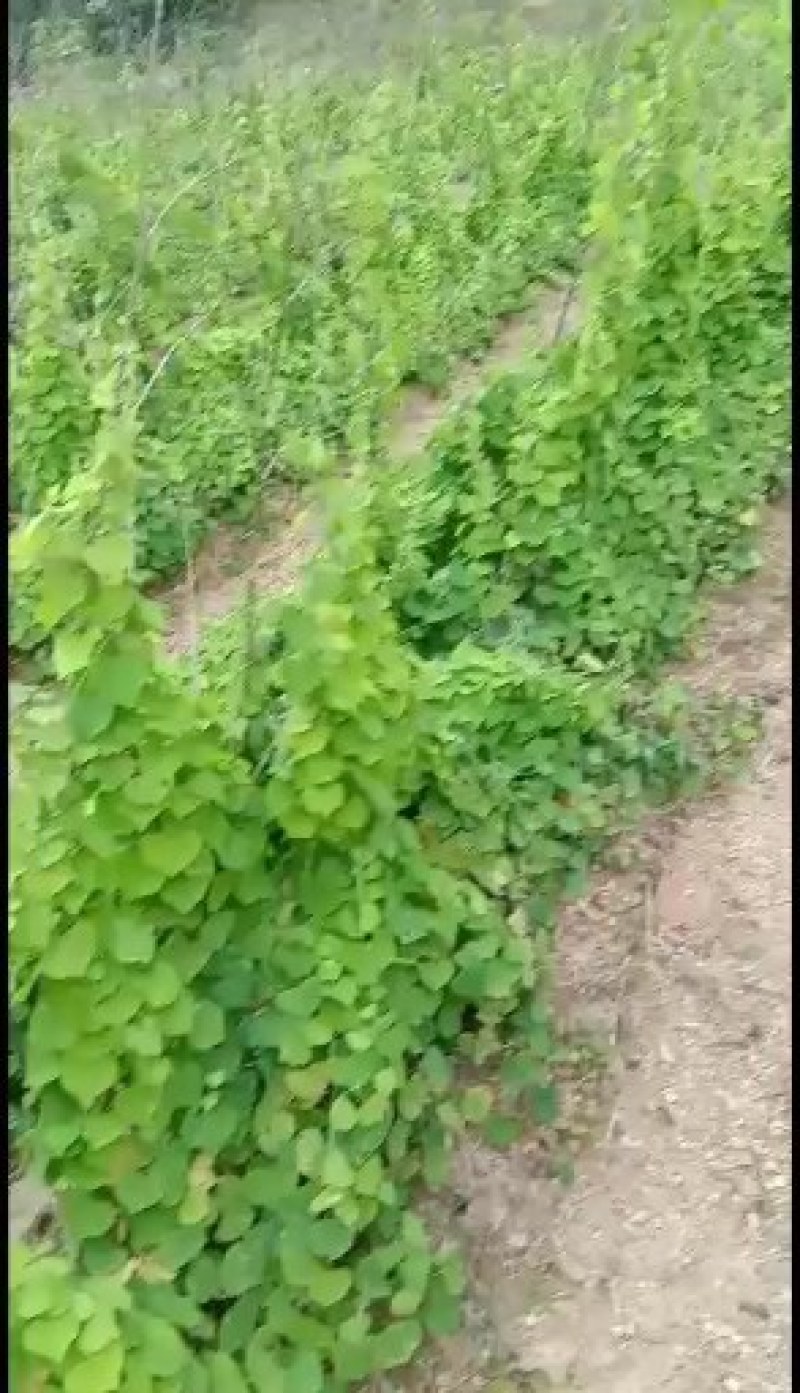 江西地道中药材粉防己种子