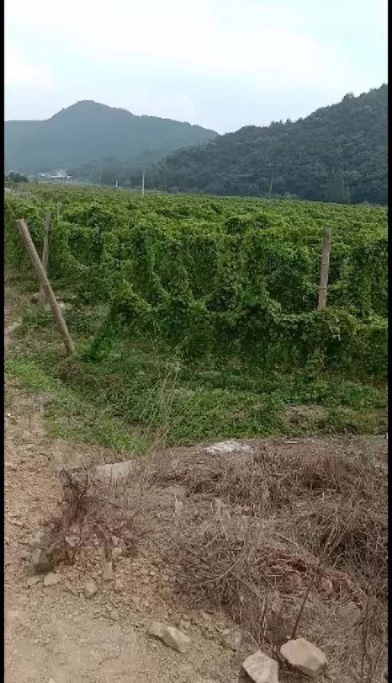 江西地道中药材粉防己种子