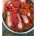 江西地道中药材粉防己种子