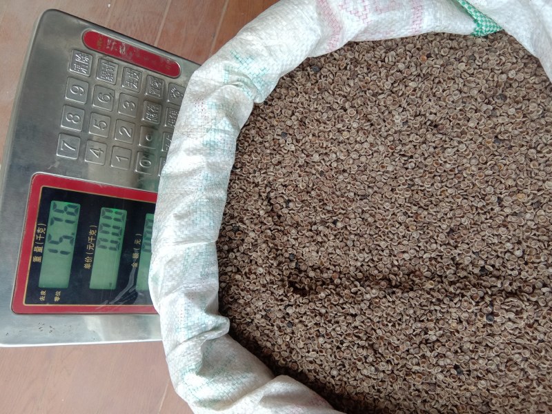 江西地道中药材粉防己种子