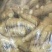【精品】山东优质小黄姜产地批发全国发货货源充足诚信经营