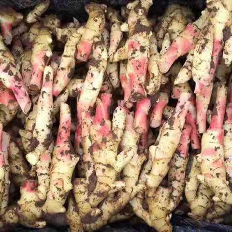 【精品】山东优质小黄姜产地批发全国发货货源充足诚信经营