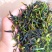 抽湿鸭屎香单枞茶生茶高山单丛茶凤凰单枞茶叶乌龙茶