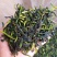 抽湿鸭屎香单枞茶生茶高山单丛茶凤凰单枞茶叶乌龙茶