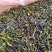 抽湿鸭屎香单枞茶生茶高山单丛茶凤凰单枞茶叶乌龙茶