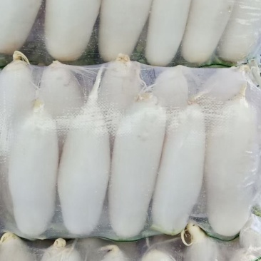 湖北荆州大量出售白萝卜，三排，四排