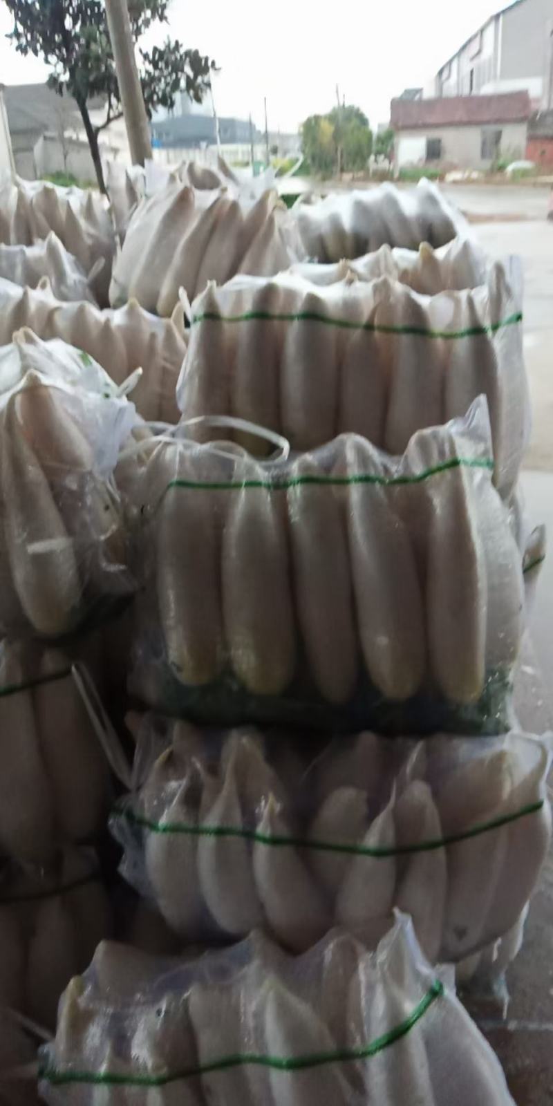 湖北荆州大量出售白萝卜，三排，四排