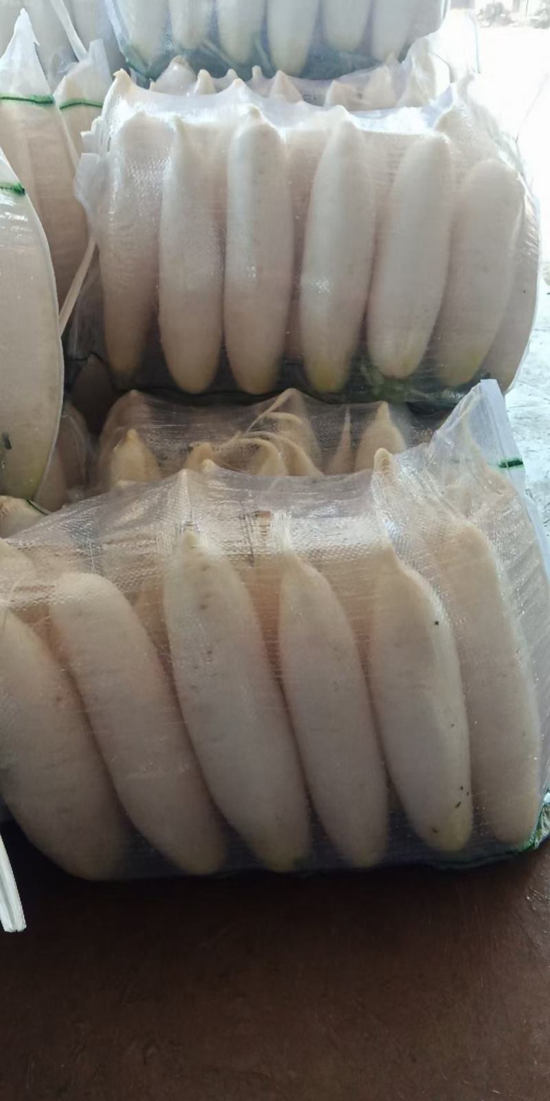 湖北荆州大量出售白萝卜，三排，四排