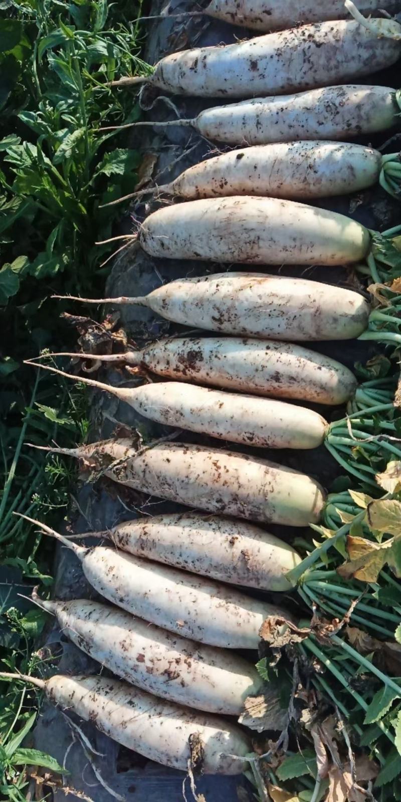 湖北荆州大量出售白萝卜，三排，四排