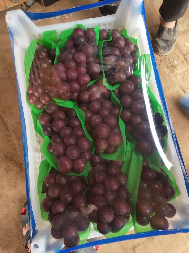 葡萄粒大口感甜颜色好