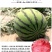 嫁接西瓜苗8424麒麟瓜早熟大棚四季种植