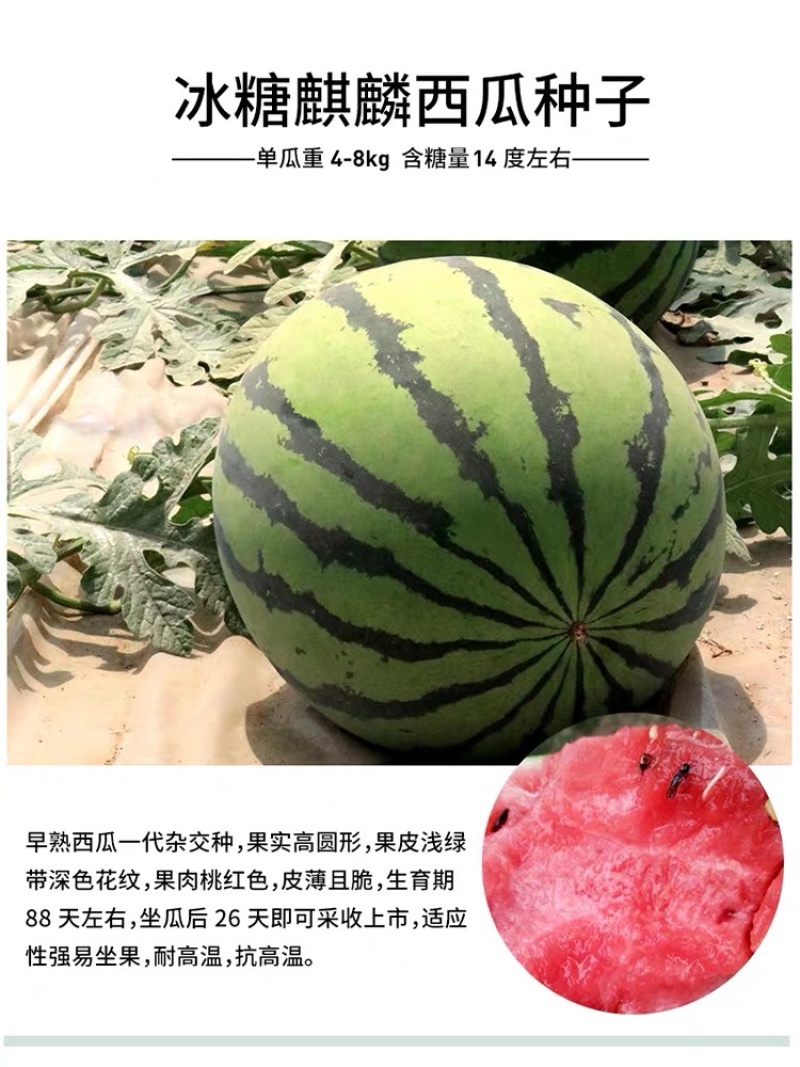 嫁接西瓜苗8424麒麟瓜早熟大棚四季种植