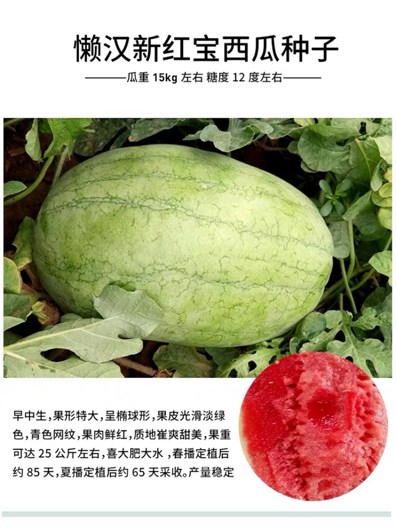 嫁接西瓜苗8424麒麟瓜早熟大棚四季种植