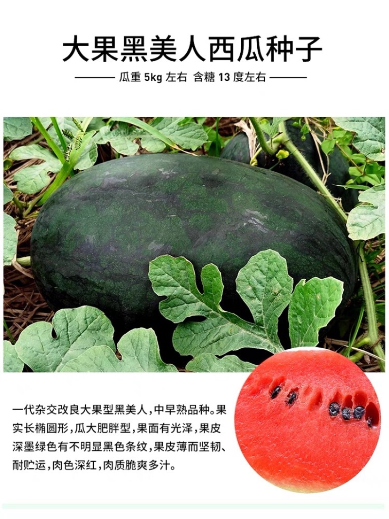 嫁接西瓜苗8424麒麟瓜早熟大棚四季种植