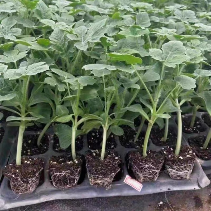嫁接西瓜苗8424麒麟瓜早熟大棚四季种植