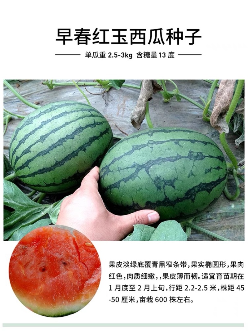 嫁接西瓜苗8424麒麟瓜早熟大棚四季种植
