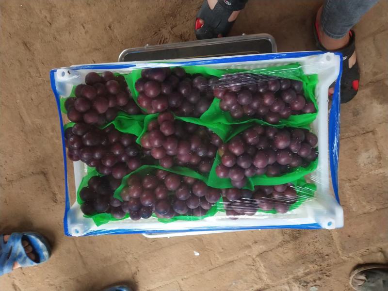 葡萄粒大口感甜颜色好