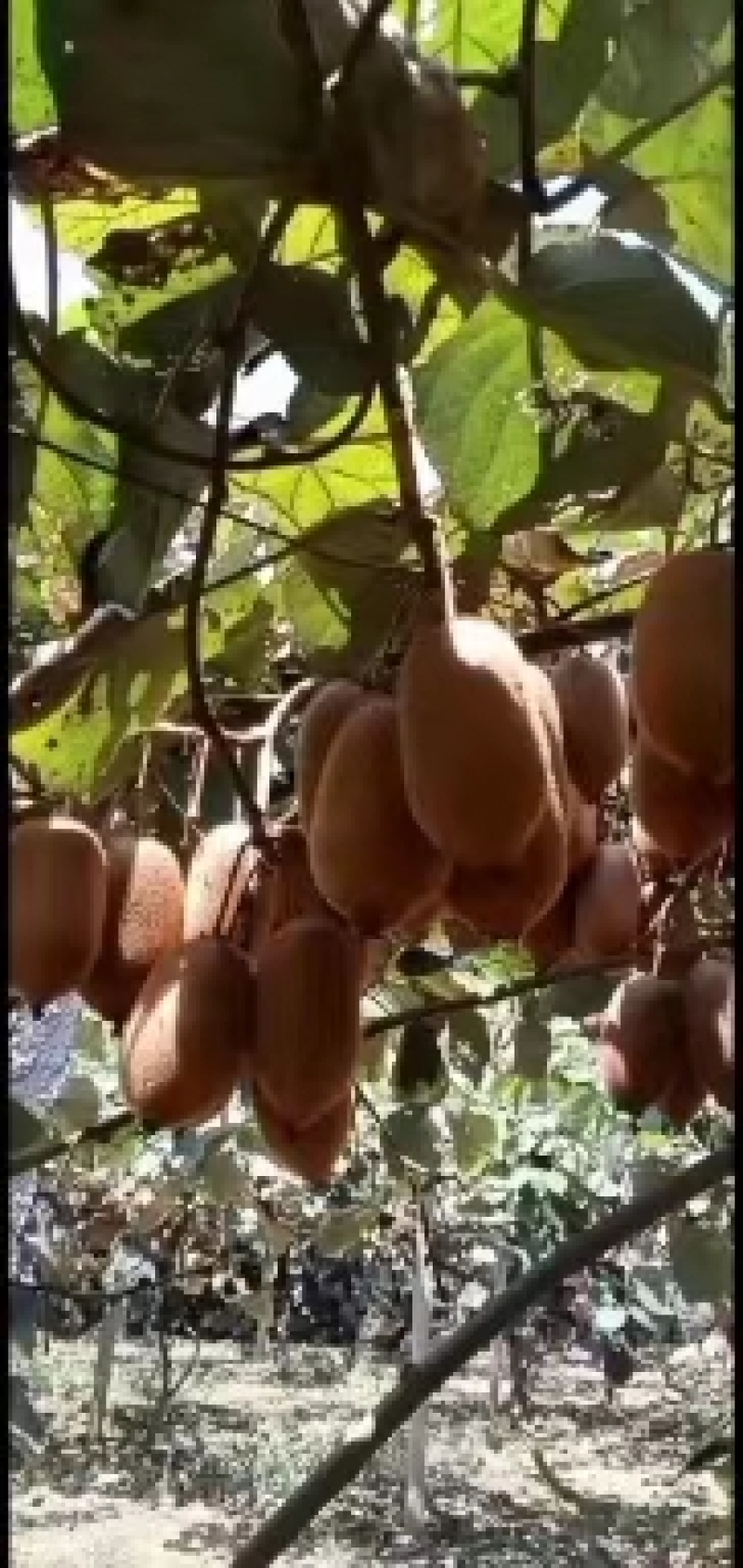 绿心猕猴桃米良一号（电商，社区，超市，市场）产地直供