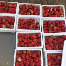 牛奶草莓欢迎老板采购自家种植绿色天然