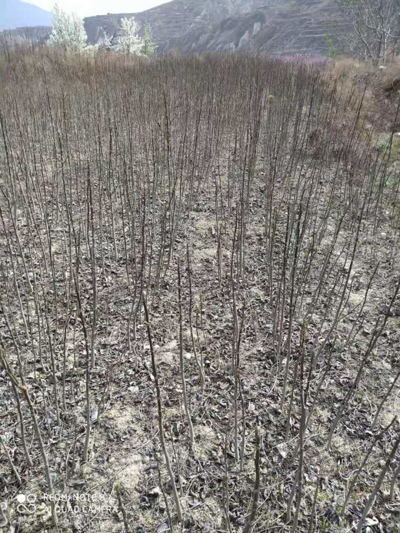 出售核桃苗，一米左右