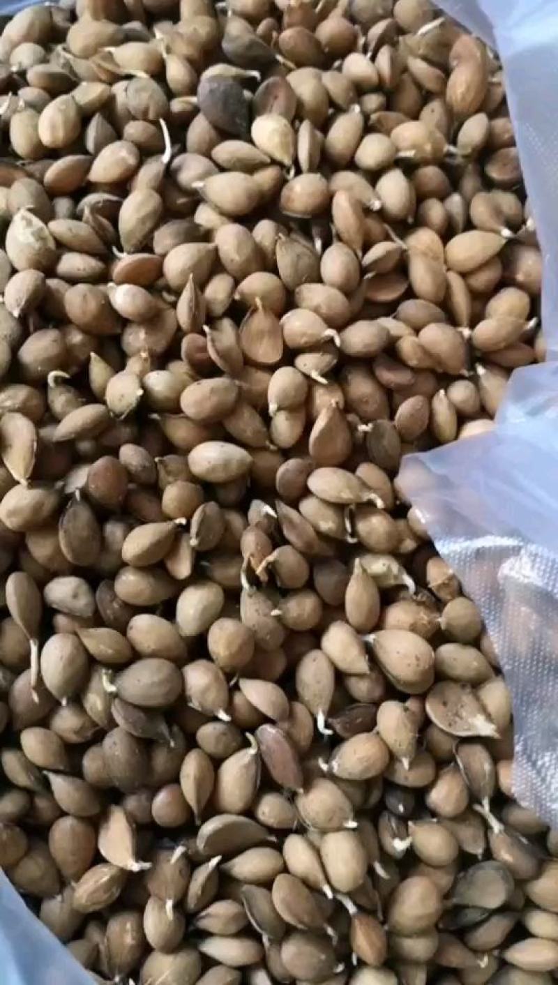 桃树种子，全部人工挑拣