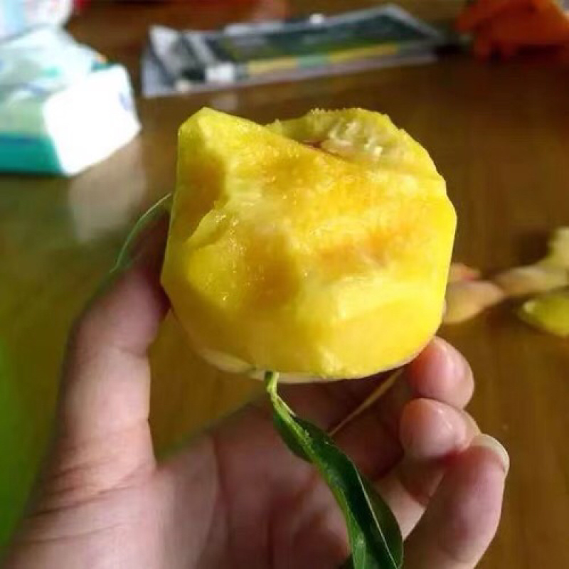 黄毛桃黄金密一号山东油桃，中油4，126套袋黄油桃