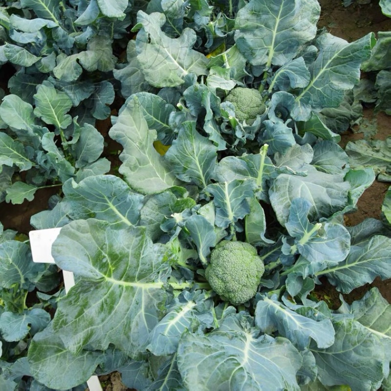 山东优质西兰花日照莒县西兰花基地直发量大从优