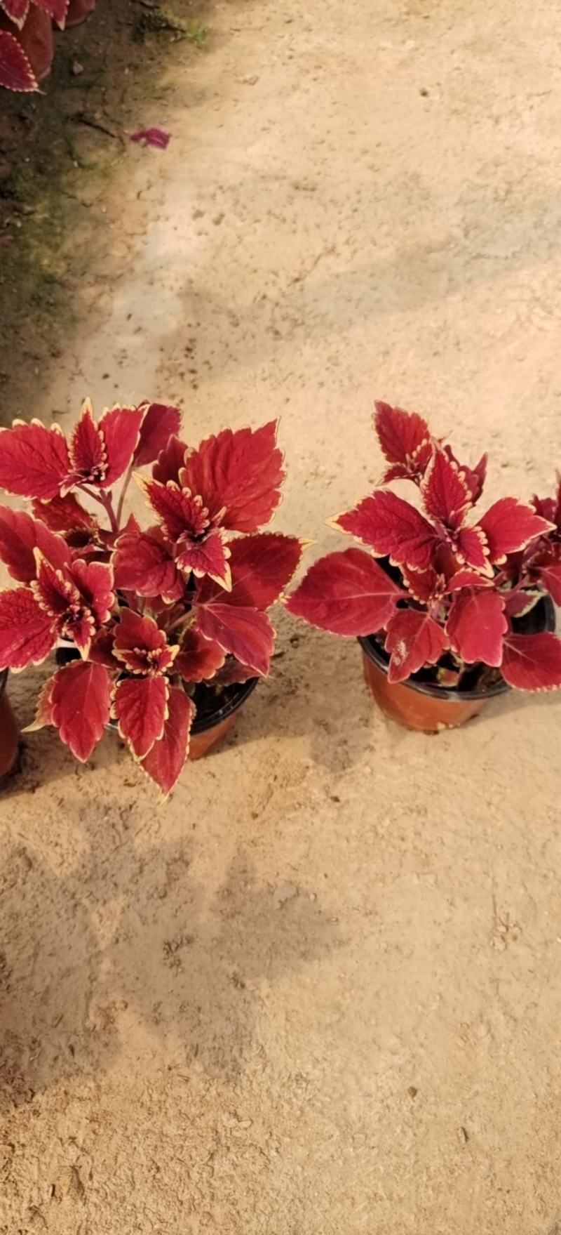 彩叶草基地直供进口彩叶草彩叶草基地