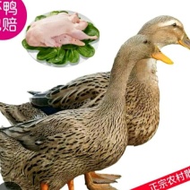 农家散养土鸭营养美味活杀现发整只包邮