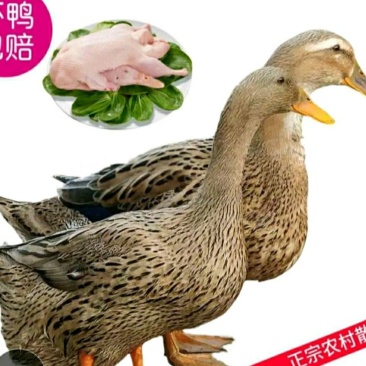 农家散养土鸭营养美味活杀现发整只包邮