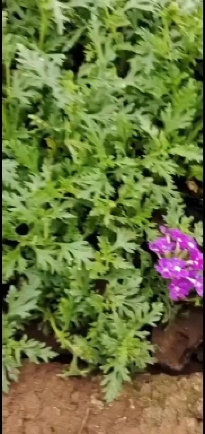 宿根美女樱花开时间长铺地生根花期不断基地大量供应