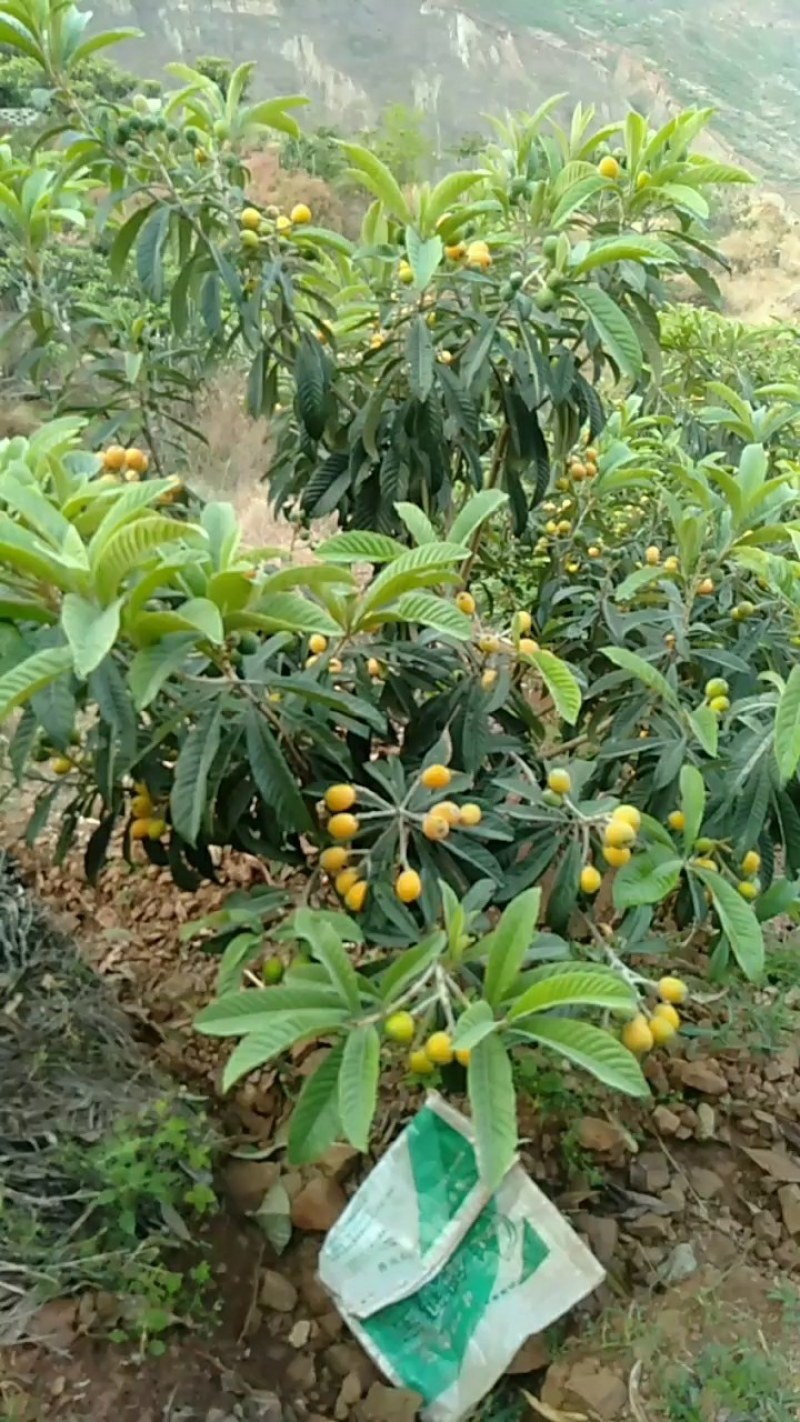 云南永善大五星枇杷种植基地，按照绿色食品标准种植。