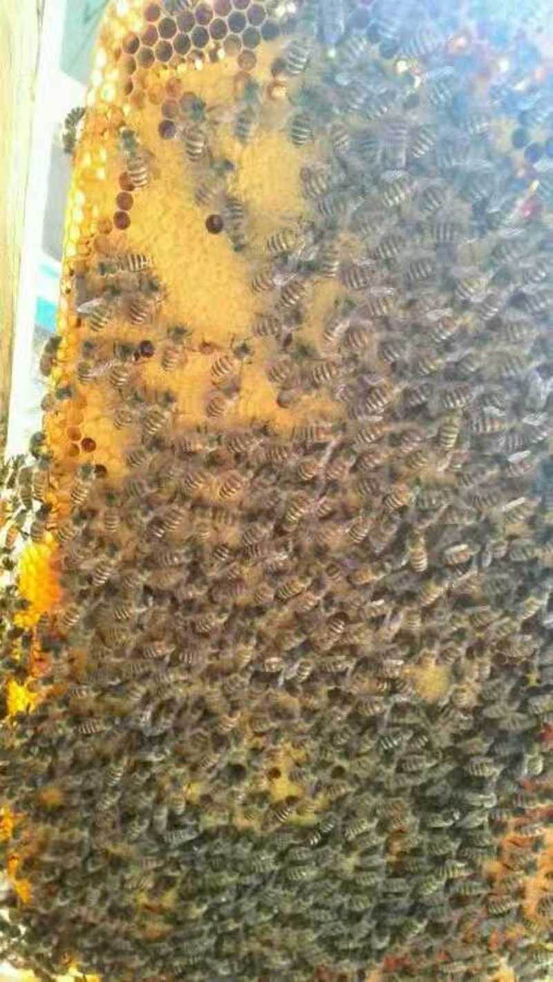 农家自养原生态天然土蜂蜜，百花蜜，营养价值高且丰富