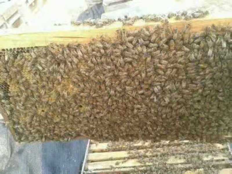 农家自养原生态天然土蜂蜜，百花蜜，营养价值高且丰富