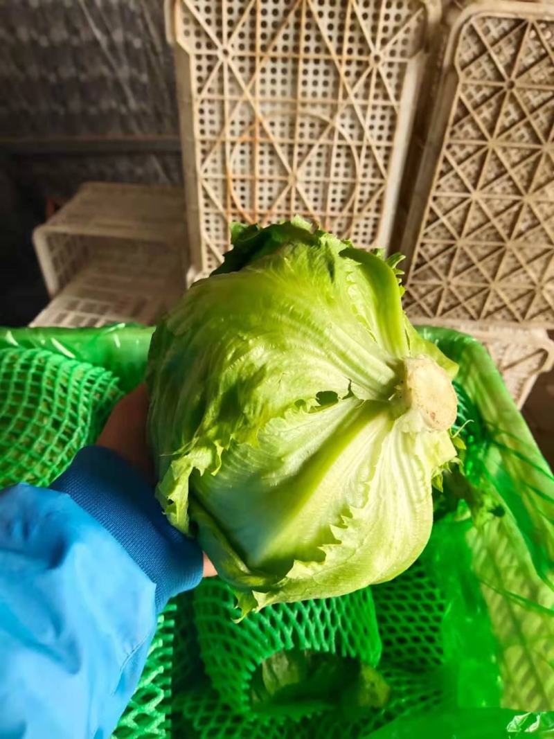 生菜球，万亩生菜球大量供货要的老板联系