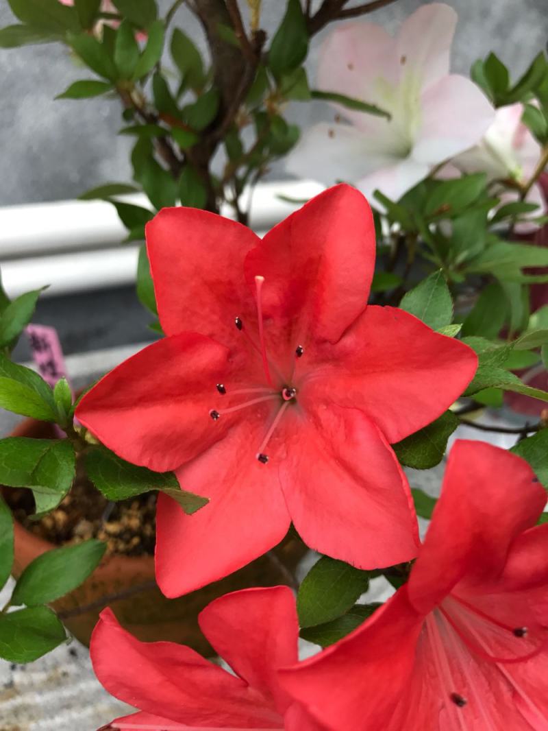 名贵稀有品种杜鹃花：煌阳5年苗，带花苞，根系旺盛