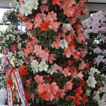 名贵稀有品种杜鹃花：煌阳5年苗，带花苞，根系旺盛
