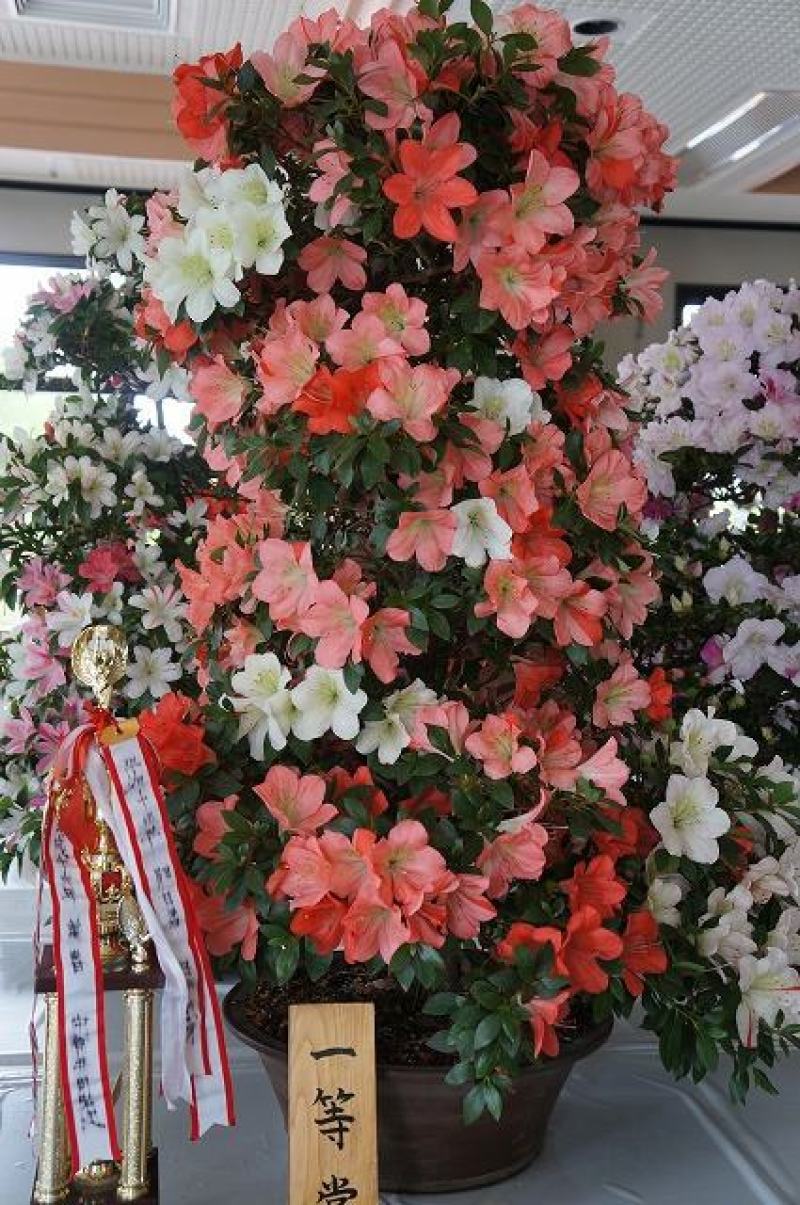 名贵稀有品种杜鹃花：煌阳5年苗，带花苞，根系旺盛