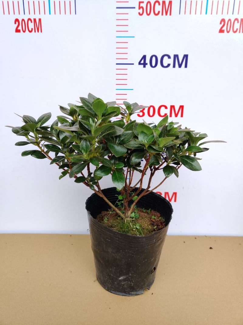 名贵稀有品种杜鹃花：煌阳5年苗，带花苞，根系旺盛