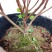 名贵稀有品种杜鹃花：煌阳5年苗，带花苞，根系旺盛
