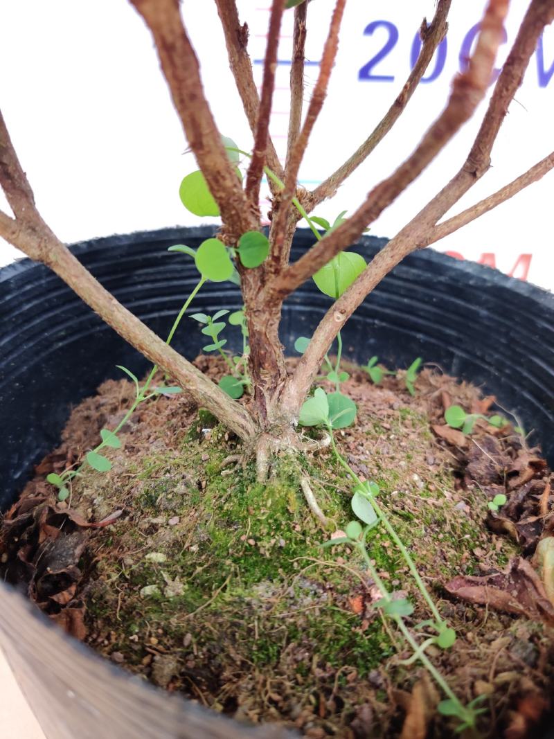 名贵稀有品种杜鹃花：煌阳5年苗，带花苞，根系旺盛